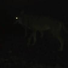 NIGHT>
<p>HE WALKED TO THE TREE AT THE CENTER OF THE HǪLL. HE DREW THE SWORD AND DROVE IT INTO BARNSTOKKR UP TO THE HILT.</p>
<p>HE SPOKE: 